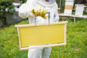 Bee-01--91__95858