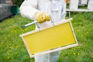 Bee-01--93__92615