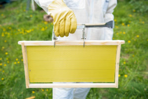 Bee-01--96__15999