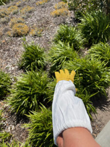 Gloves | Beekeeper - Basic