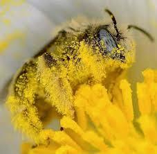 Pollen - 1 kg High Grade 100% Australian
