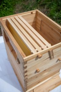 Bee-01--55__42944