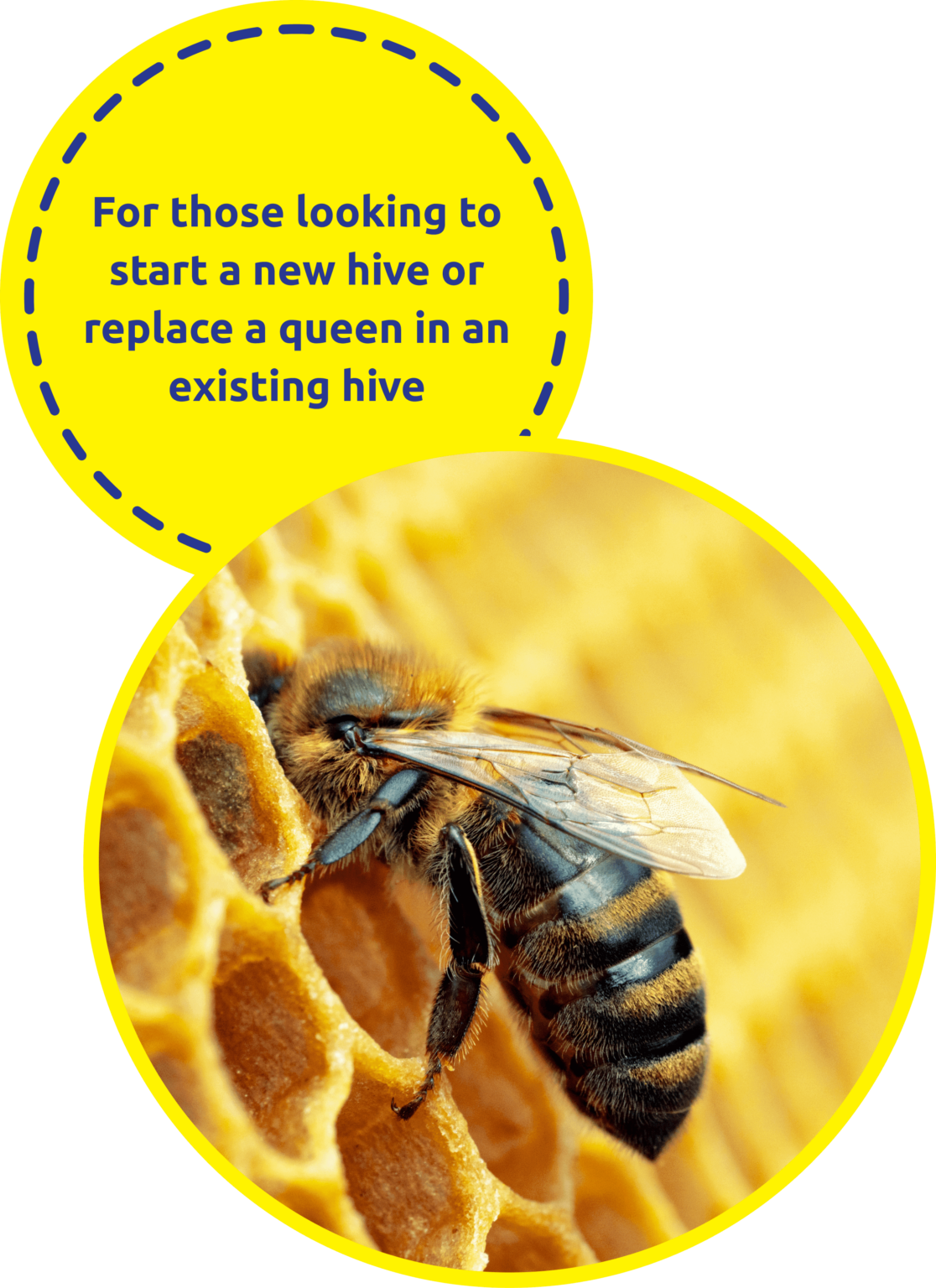 Nucs, Bees & Queens - Australian Bee Supplies