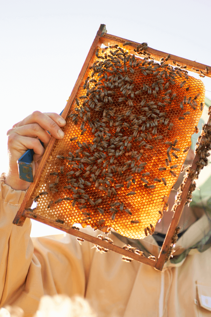 FoodMaster Probiotic Sugar Syrup Liquid Bee Feeders