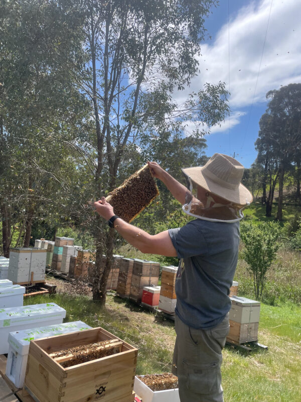 Beekeeping for Beginners (and more experienced!!) Single day Saturday 09/12/2023