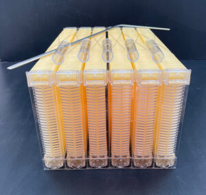 Long Lang Hybrid Flow beehive