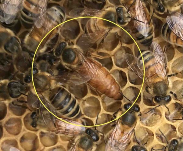 Queen Bee Mated