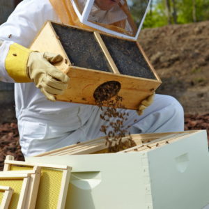 Beekeeping set up