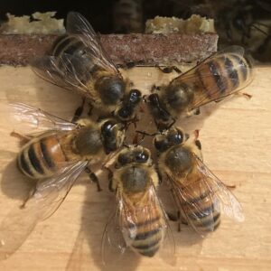 ABS- Super Bee Food
