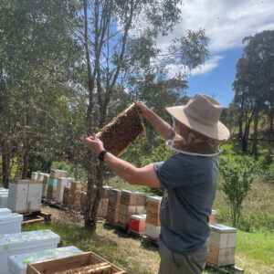 Beekeeping for Beginners (and more experienced!!) Single day intensive training. (1)